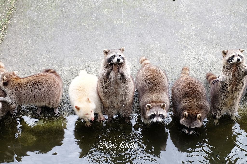 花蓮,親子景點,兆豐農場,浣熊,樹懶,動物園,新光兆豐休閒農場,車站,小火車,公園,花蓮景點