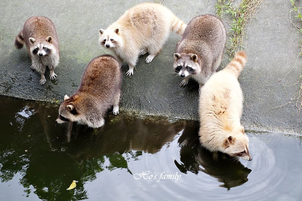 【花蓮親子景點】兆豐農場37.JPG