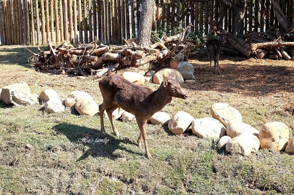 【新竹親子景點】新竹市立動動園29.JPG