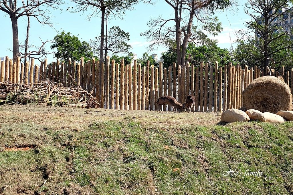 【新竹親子景點】新竹市立動動園28.JPG