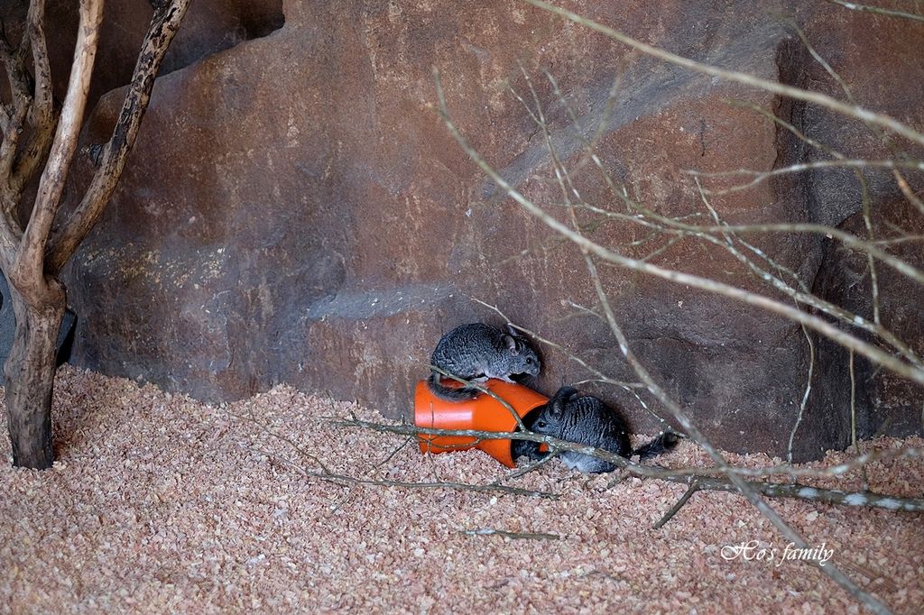 【新竹親子景點】新竹市立動動園32.JPG