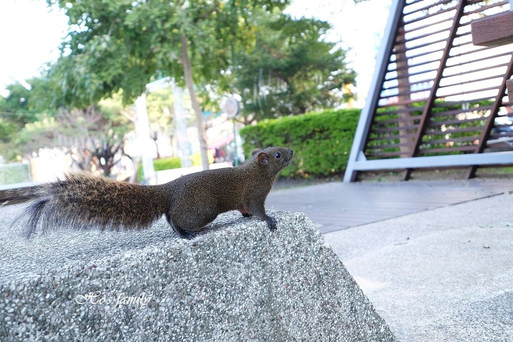 【桃園親子景點】新勢公園共融兒童遊戲場37.JPG