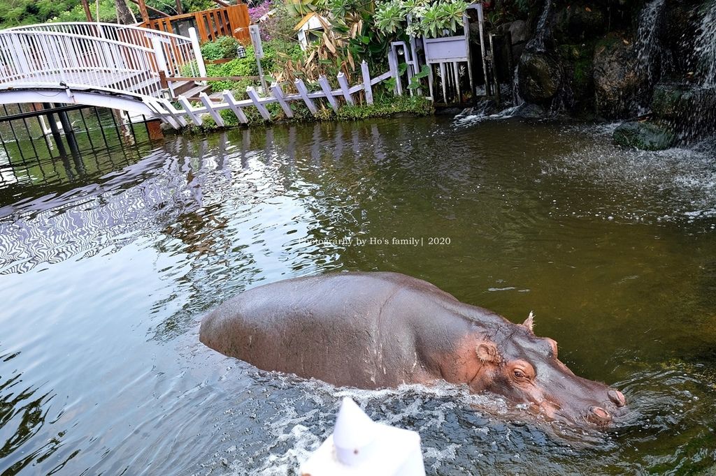 【高雄淨園農場】沙坑遊戲區、帳篷野餐新亮點！餵小動物、看飛機、坐小火車、烤肉，豐富親子農場景點一日遊31.JPG