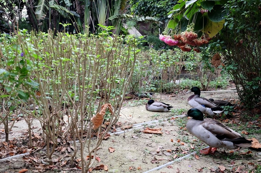 【高雄淨園農場】沙坑遊戲區、帳篷野餐新亮點！餵小動物、看飛機、坐小火車、烤肉，豐富親子農場景點一日遊34.JPG