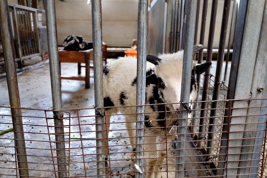 【高雄淨園農場】沙坑遊戲區、帳篷野餐新亮點！餵小動物、看飛機、坐小火車、烤肉，豐富親子農場景點一日遊40.JPG