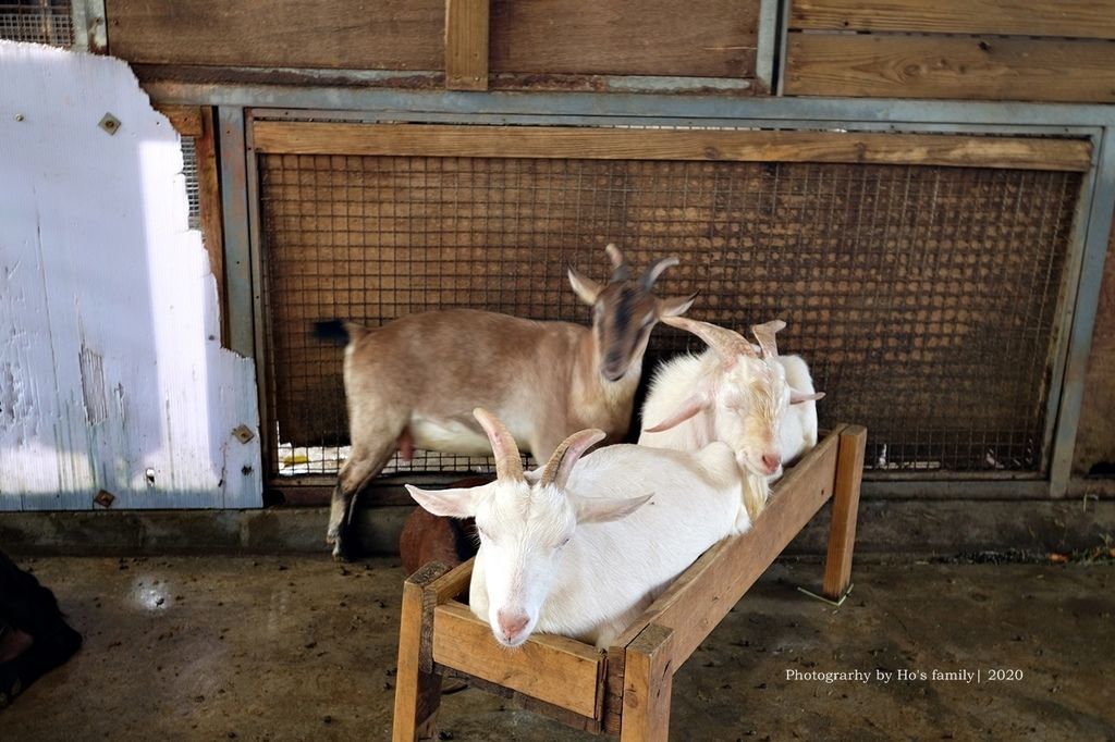 【高雄淨園農場】沙坑遊戲區、帳篷野餐新亮點！餵小動物、看飛機、坐小火車、烤肉，豐富親子農場景點一日遊41.JPG