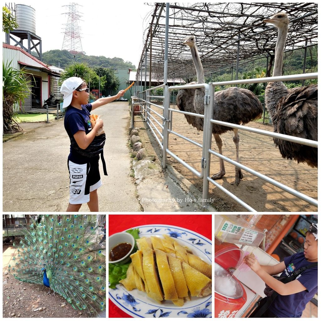 【新北林口親子景點】台灣山豬城～隱藏版農場餵動物、吃美食！高cp值合菜親友聚餐推薦.jpg