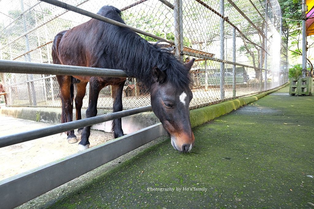 【新北林口親子景點】台灣山豬城～隱藏版農場餵動物、吃美食！高cp值合菜親友聚餐推薦10.JPG