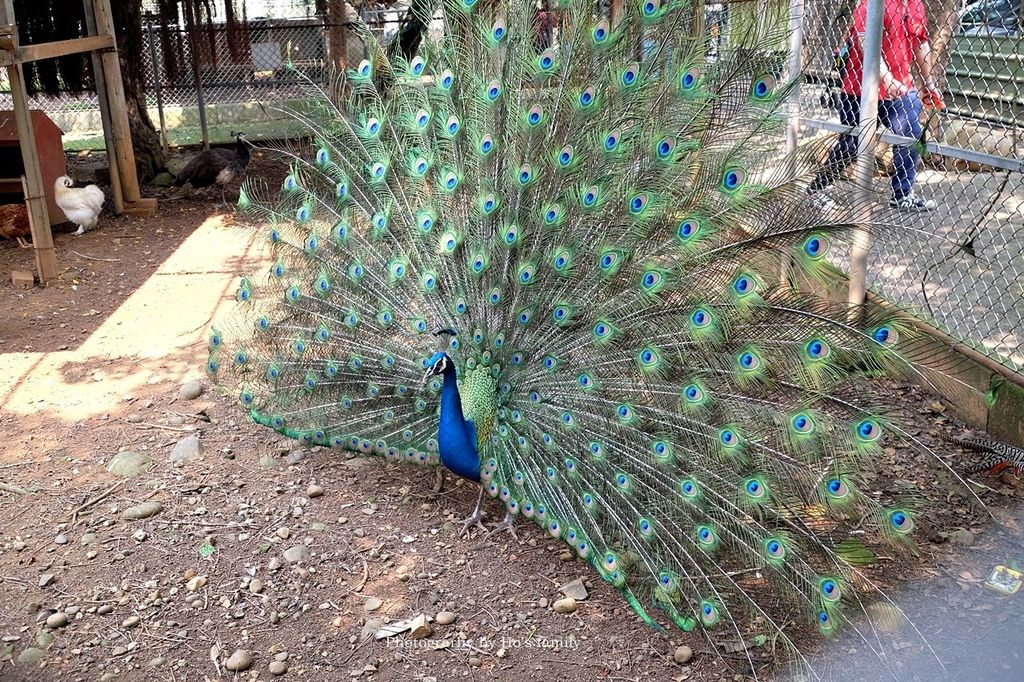 【新北林口親子景點】台灣山豬城～隱藏版農場餵動物、吃美食！高cp值合菜親友聚餐推薦15.JPG