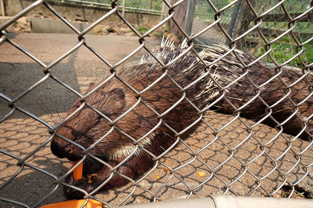 【新北林口親子景點】台灣山豬城～隱藏版農場餵動物、吃美食！高cp值合菜親友聚餐推薦23.JPG