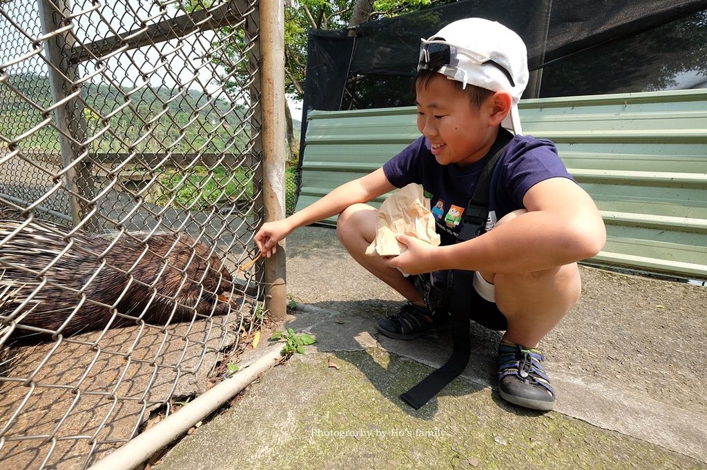 【新北林口親子景點】台灣山豬城～隱藏版農場餵動物、吃美食！高cp值合菜親友聚餐推薦22.JPG