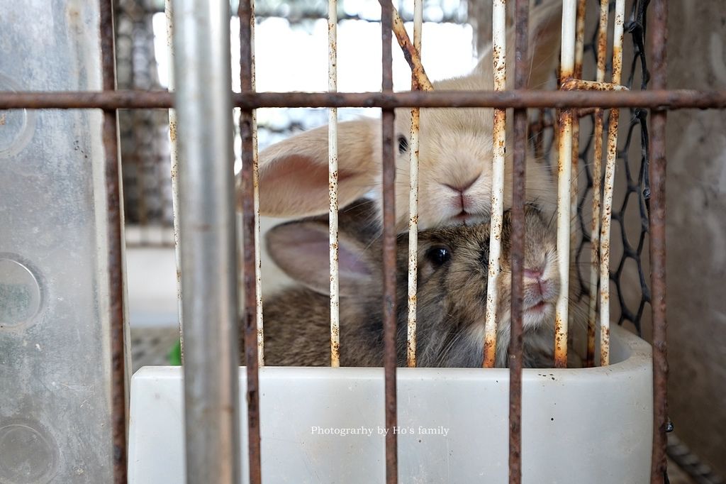 【新北林口親子景點】台灣山豬城～隱藏版農場餵動物、吃美食！高cp值合菜親友聚餐推薦27.JPG