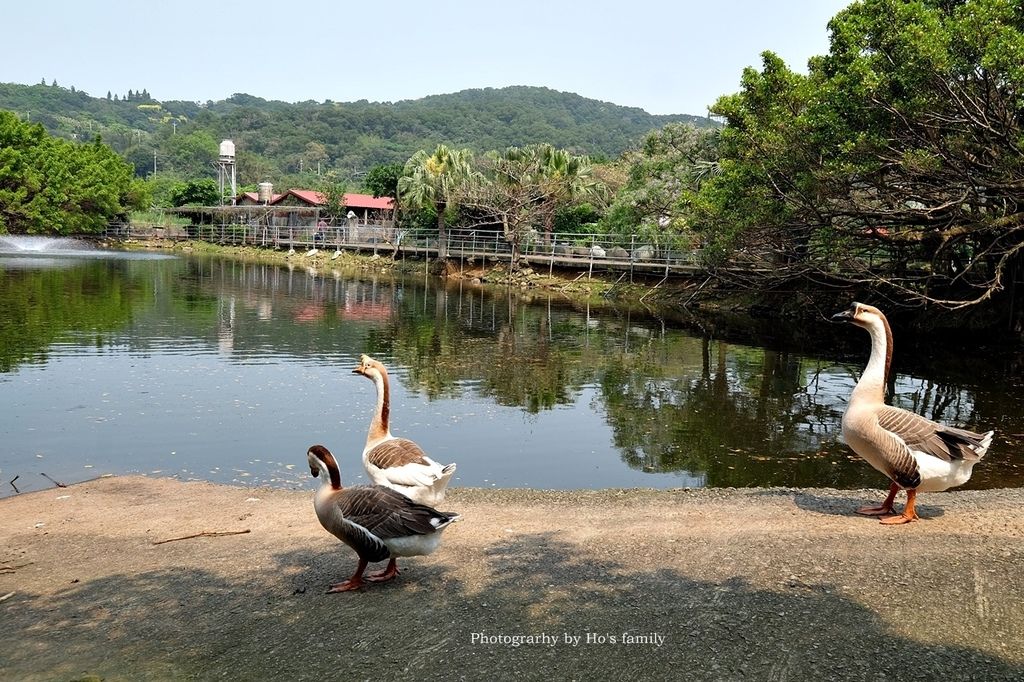 【新北林口親子景點】台灣山豬城～隱藏版農場餵動物、吃美食！高cp值合菜親友聚餐推薦37.JPG