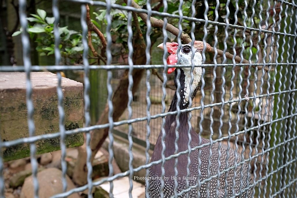 【新竹新埔親子景點】森林鳥花園～森林溜滑梯、戲水池玩水、沙坑玩沙、鳥園小動物、親子餐廳，親子一日遊景點推薦13.JPG