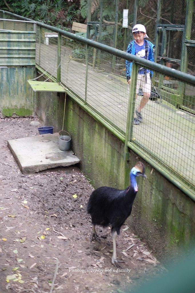 【新竹新埔親子景點】森林鳥花園～森林溜滑梯、戲水池玩水、沙坑玩沙、鳥園小動物、親子餐廳，親子一日遊景點推薦52.JPG