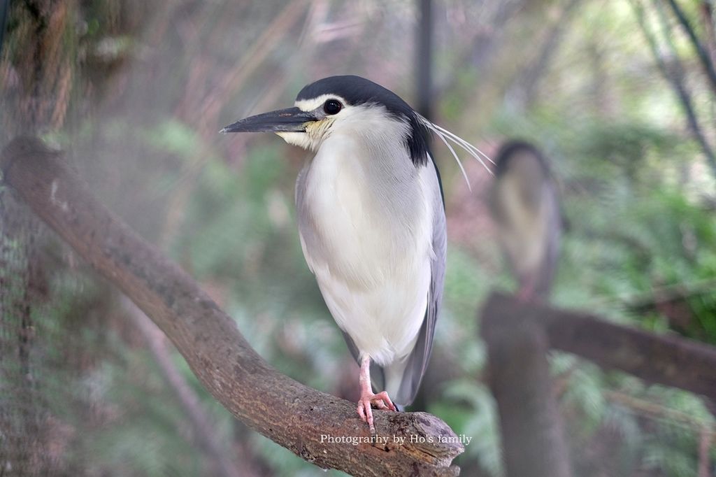 【新竹新埔親子景點】森林鳥花園～森林溜滑梯、戲水池玩水、沙坑玩沙、鳥園小動物、親子餐廳，親子一日遊景點推薦54.JPG