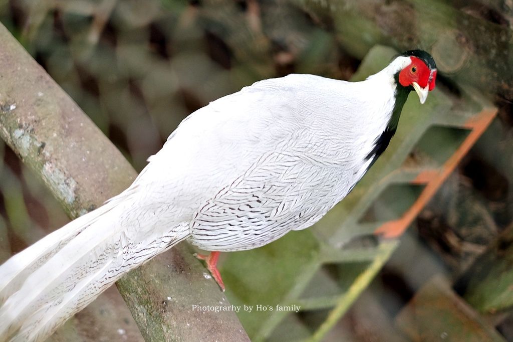 【新竹新埔親子景點】森林鳥花園～森林溜滑梯、戲水池玩水、沙坑玩沙、鳥園小動物、親子餐廳，親子一日遊景點推薦53.JPG