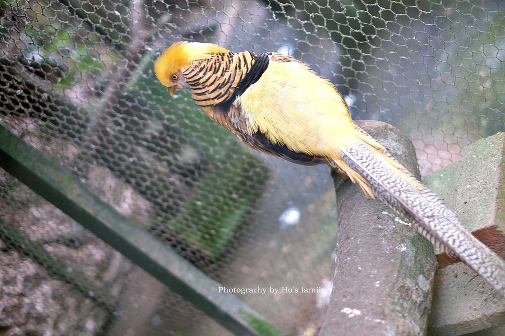 【新竹新埔親子景點】森林鳥花園～森林溜滑梯、戲水池玩水、沙坑玩沙、鳥園小動物、親子餐廳，親子一日遊景點推薦55.JPG