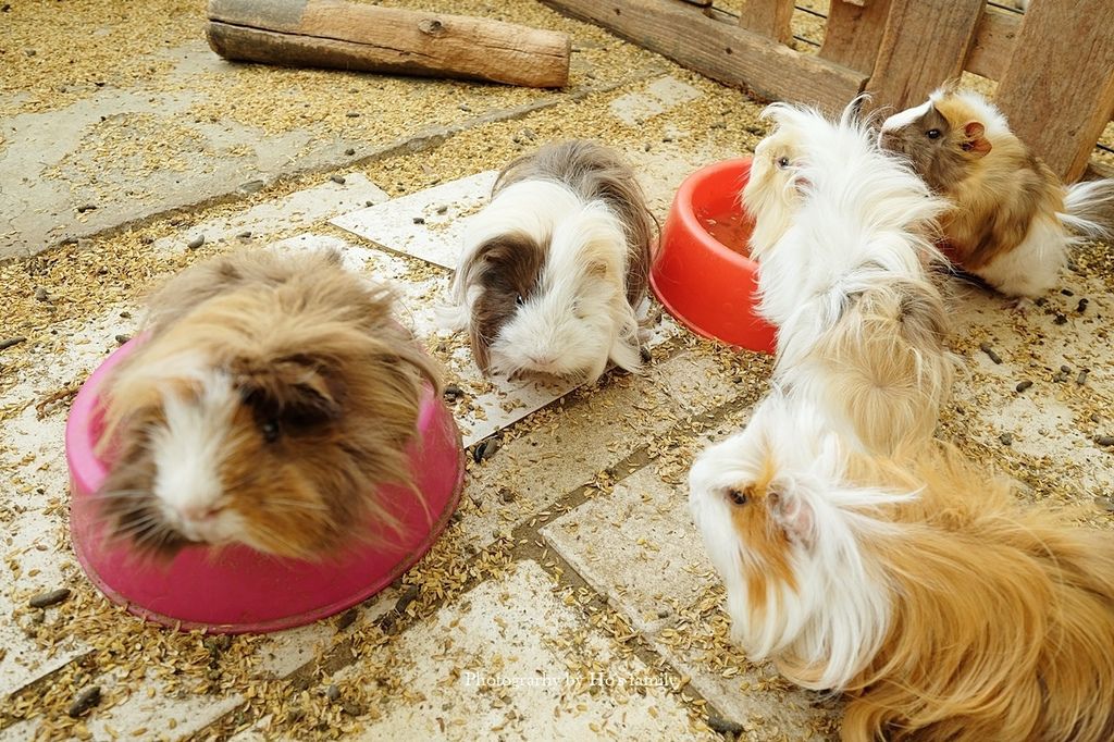 【新北親子景點】五股準園休閒生態農場～餵動物、釣蝦、野餐、披薩DIY、賞螢，城市綠野生態樂園新北親子一日遊11.JPG