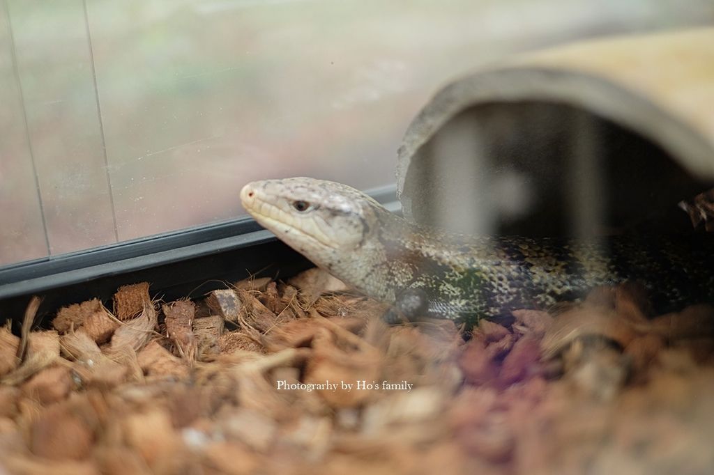 【新北親子景點】五股準園休閒生態農場～餵動物、釣蝦、野餐、披薩DIY、賞螢，城市綠野生態樂園新北親子一日遊19.JPG