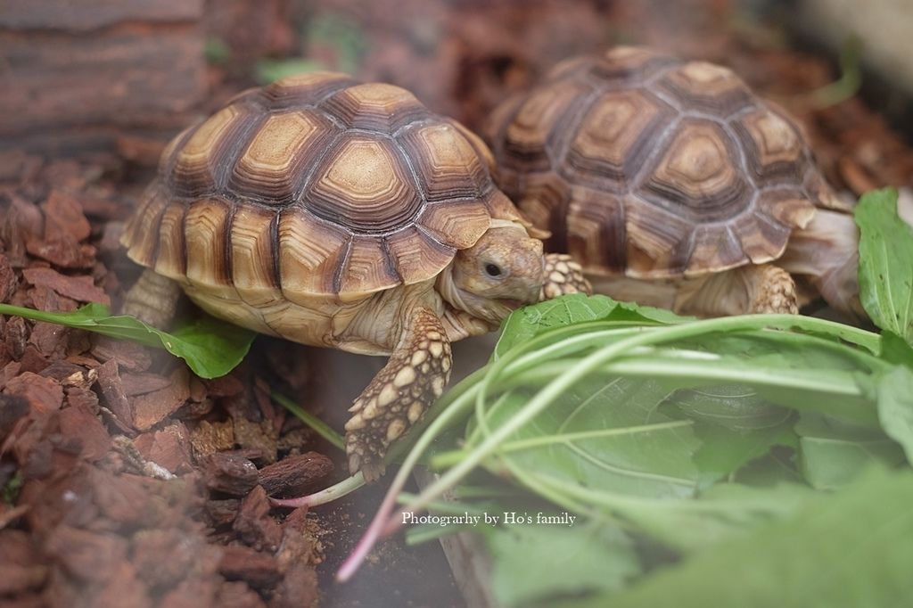 【新北親子景點】五股準園休閒生態農場～餵動物、釣蝦、野餐、披薩DIY、賞螢，城市綠野生態樂園新北親子一日遊20.JPG