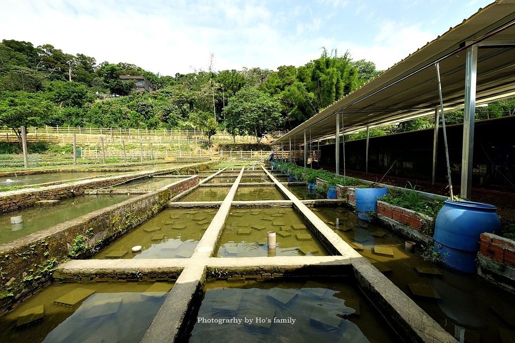 【桃園大溪親子景點】花鹿秘境-李家摸蜆農場～戲水池玩水、餵梅花鹿、兔子、摸蜆、釣蝦、釣魚，用餐10.JPG