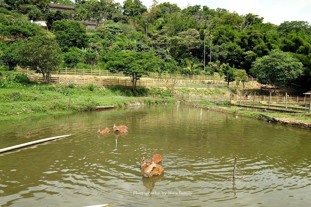 【桃園大溪親子景點】花鹿秘境-李家摸蜆農場～戲水池玩水、餵梅花鹿、兔子、摸蜆、釣蝦、釣魚，用餐28.JPG