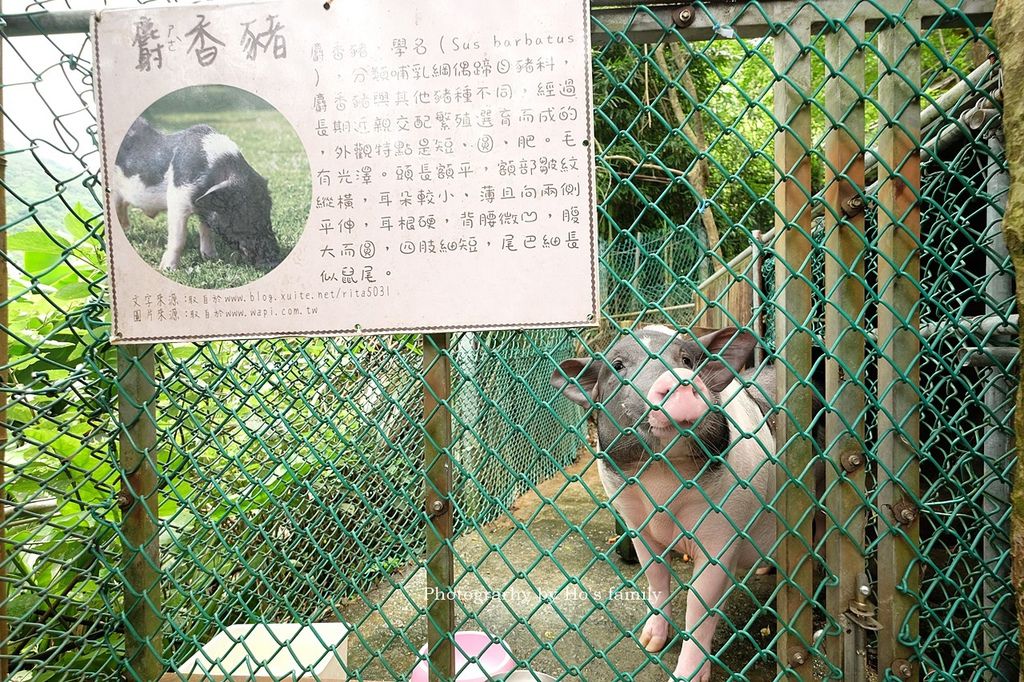 【八里親子餐廳】桃樂絲森林（穀興農場）免門票玩水烤肉玩沙用餐，八里親子一日遊景點20.JPG