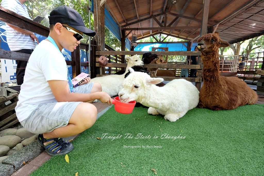彰化親子景點 今夜星辰休閒農場 童話農場玩拍 羊駝 梅花鹿 兔子10種以上動物近距離接觸餵食 浪漫造景拍照打卡 1 1 3 玩學樂生活