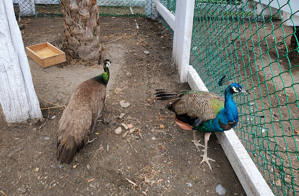 【宜蘭綺麗觀光園區】觀光工廠進化室內親子樂園！餵梅花鹿、卡丁車，宜蘭雨天景點11.jpg