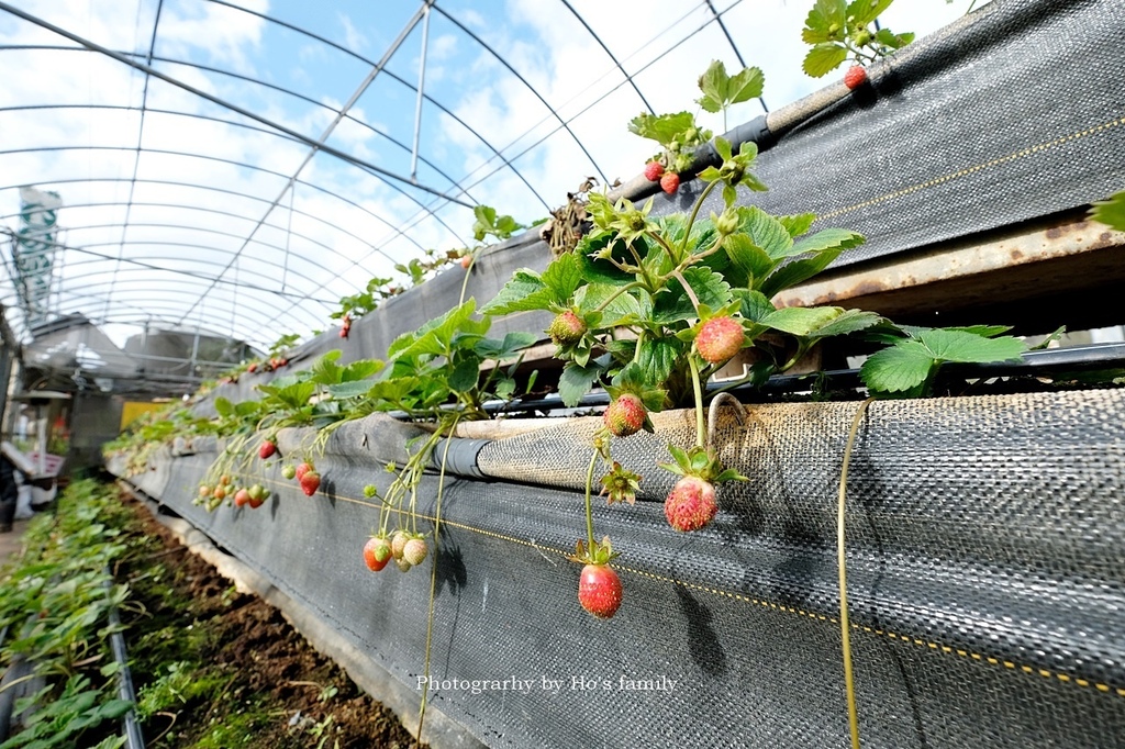 【新竹採果採草莓】親子免費景點金勇DIY休閒農場17.JPG