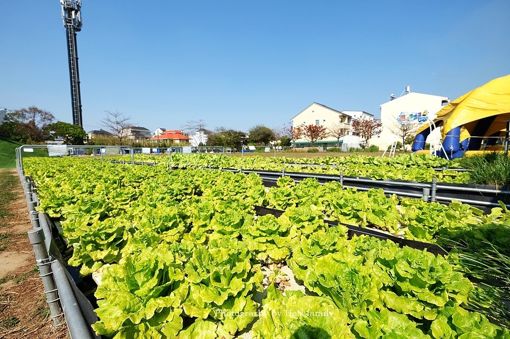 【雲林親子景點】鵝童樂園11.JPG