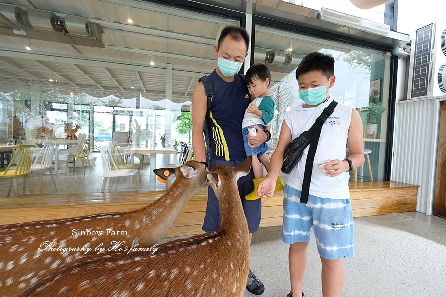 【宜蘭農場體驗親子景點】星寶蔥體驗農場l鄉間小路餵梅花鹿小毛驢拔蔥24.JPG