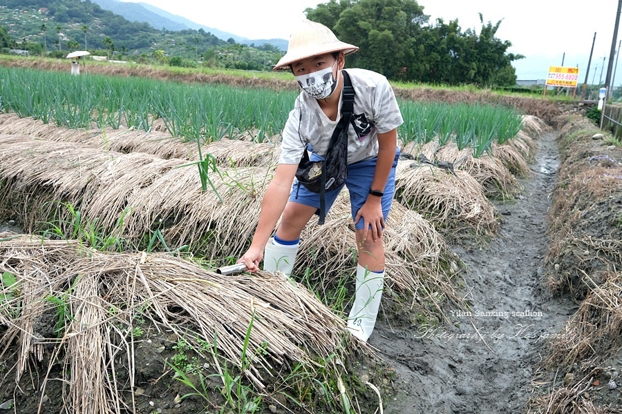 宜蘭親子景點》農夫青蔥體驗農場～拔三星蔥體驗、蔥油餅DIY、餵梅花鹿4.JPG