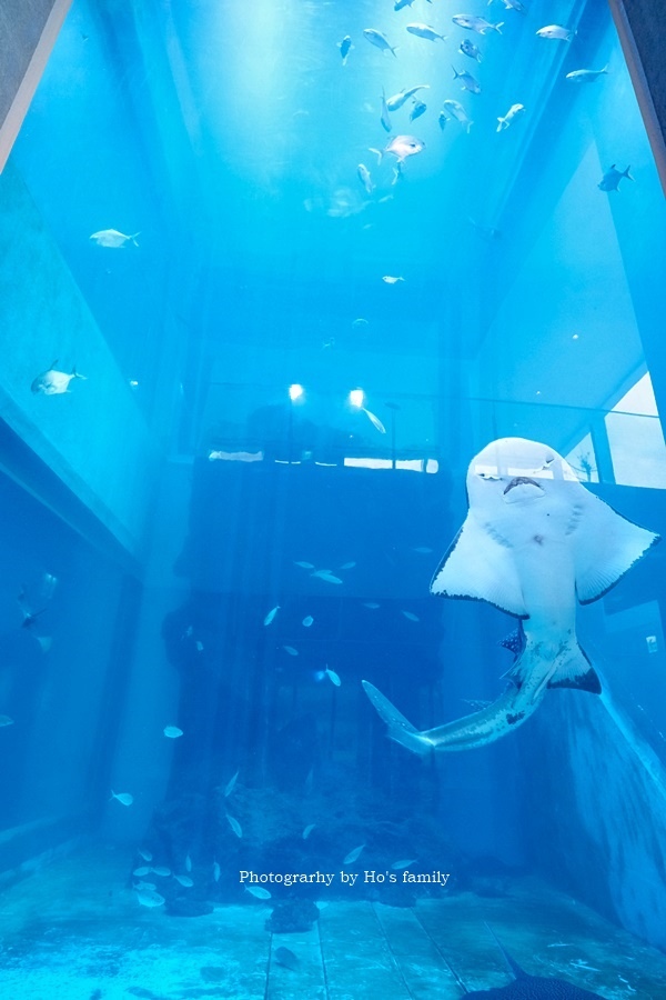 基隆親子景點》潮境智能海洋館i ocean門票、預約、開幕時間、地址電話11.JPG