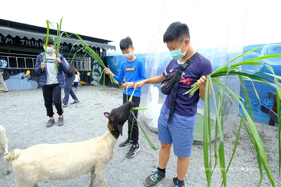 宜蘭礁溪景點》回巢～宜蘭親子農場小型動物園！笑笑羊、象龜、天竺鼠、狐獴近距離接觸餵食12.JPG