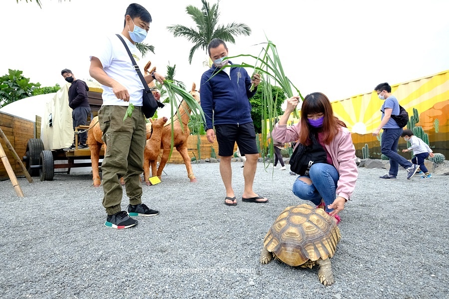 宜蘭礁溪景點》回巢～宜蘭親子農場小型動物園！笑笑羊、象龜、天竺鼠、狐獴近距離接觸餵食15.JPG