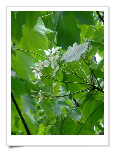 2012油桐花 2012油桐花