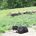 黑山羊 175.jpg