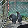 DSC_0702 (4)不要不離我.JPG