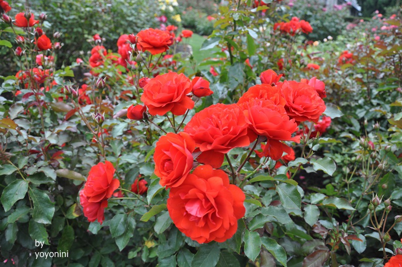 DSC_0408 (5)紅玫瑰.JPG