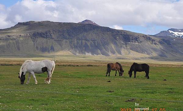 DSC_0133冰島馬.JPG