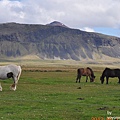 DSC_0133冰島馬.JPG