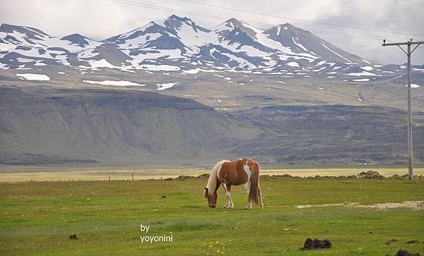 DSC_0138冰島馬三首圖.JPG