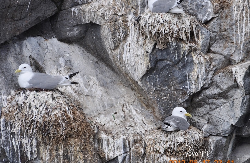 DSC_0243停在山壁的鳥二.JPG