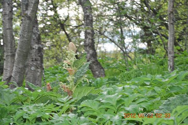 DSC_1078不知名植物.JPG