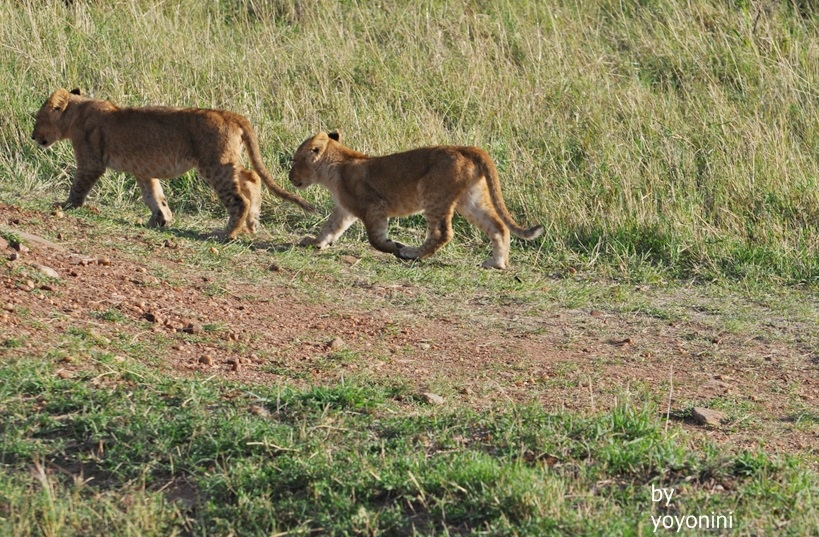 DSC_0651小獅子.JPG