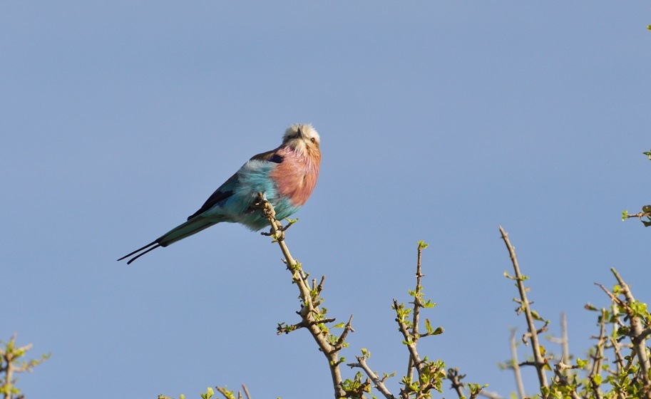 DSC_0662不知名的鳥.JPG