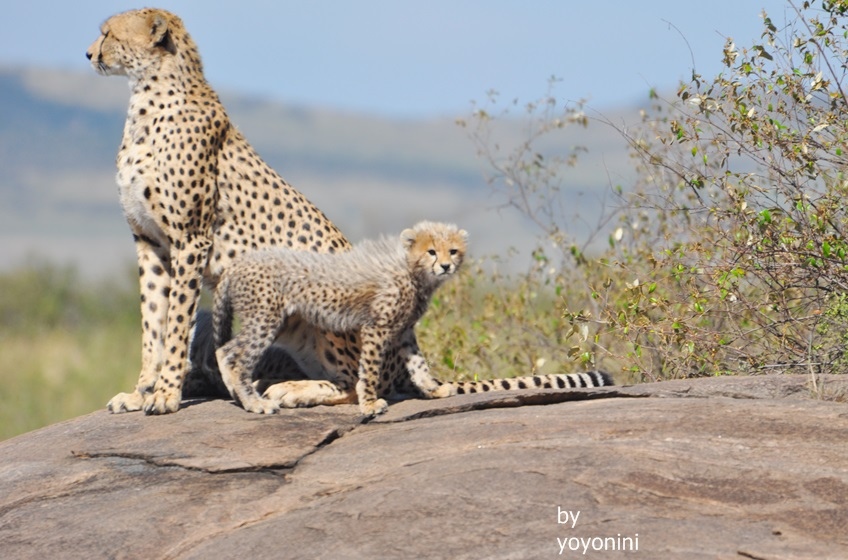 DSC_0696小獵豹.JPG