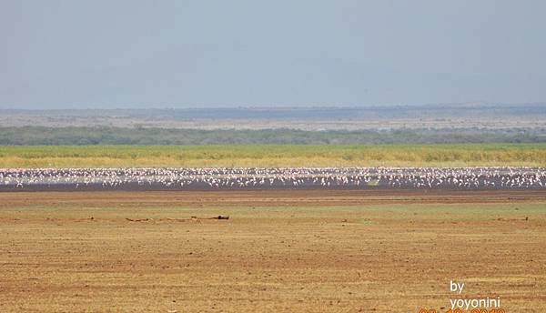 DSC_0212壯觀火鶴鳥.JPG